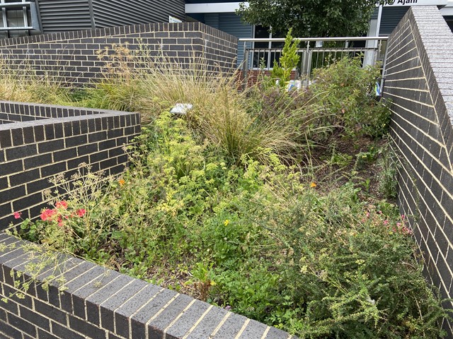 Community Garden at Ajani (Templestowe Lower)