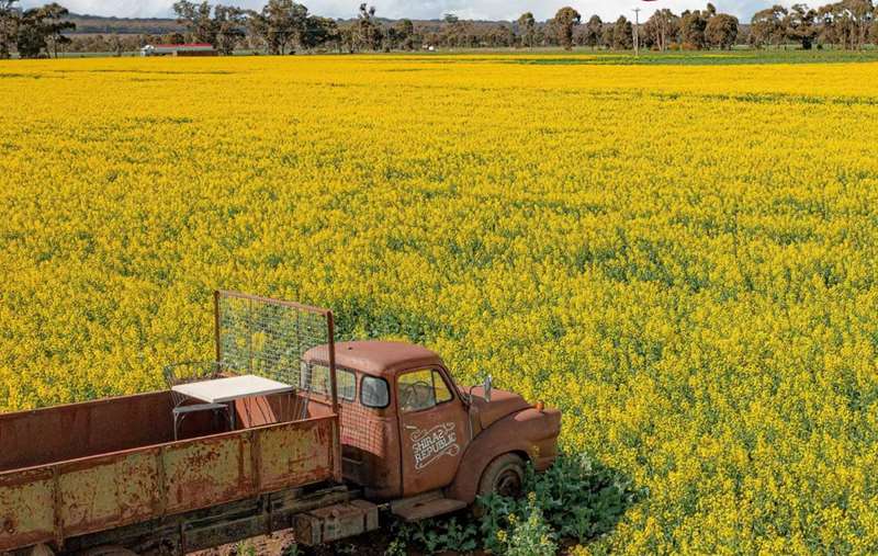 Cornella - Canola Walk