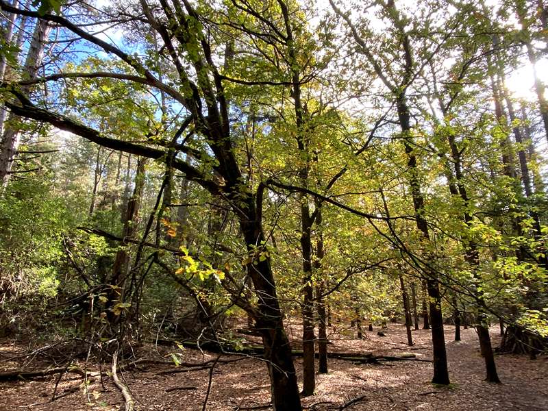 Creswick Heritage Walk