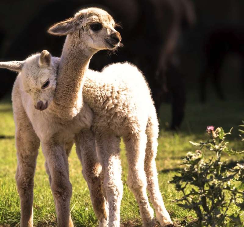 Creswick Woollen Mills (Farm Tour)