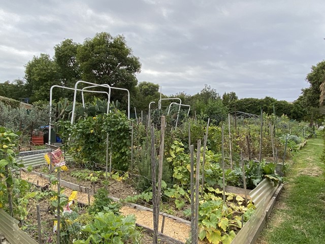 Croydon Community Garden (Croydon)