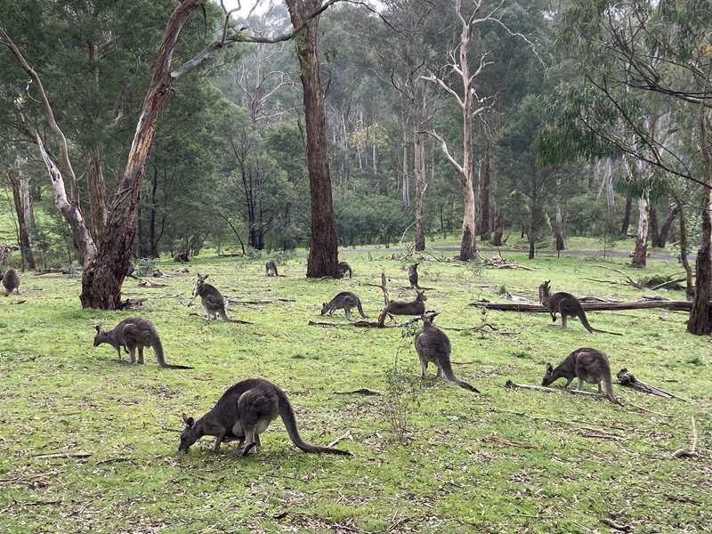 Currawong Bush Park Walks (Doncaster East)