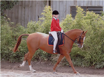 Danbury Park Equitation (Somerville)