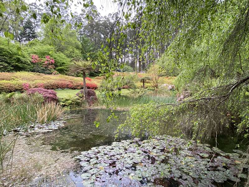 Dandenong Ranges Botanic Garden (Olinda)