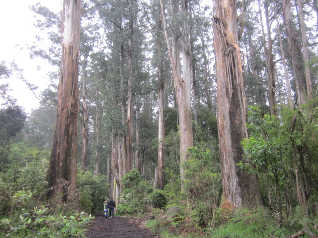 Dandenong Ranges National Park (Sherbrooke)