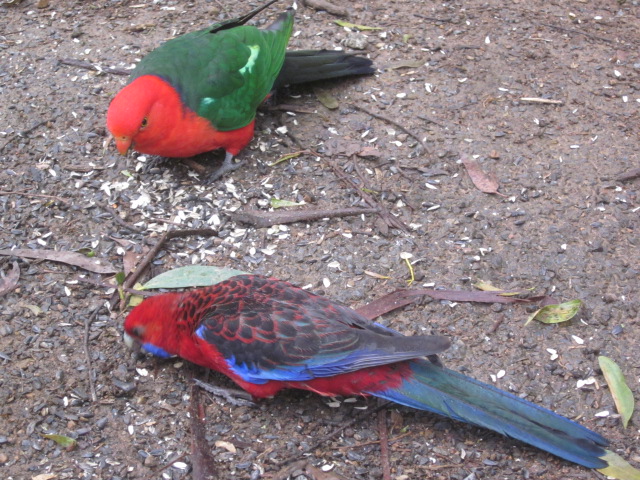 Dandenong Ranges National Park
