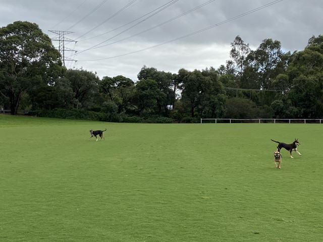 Darling Park Dog Off Leash Area (Glen Iris)