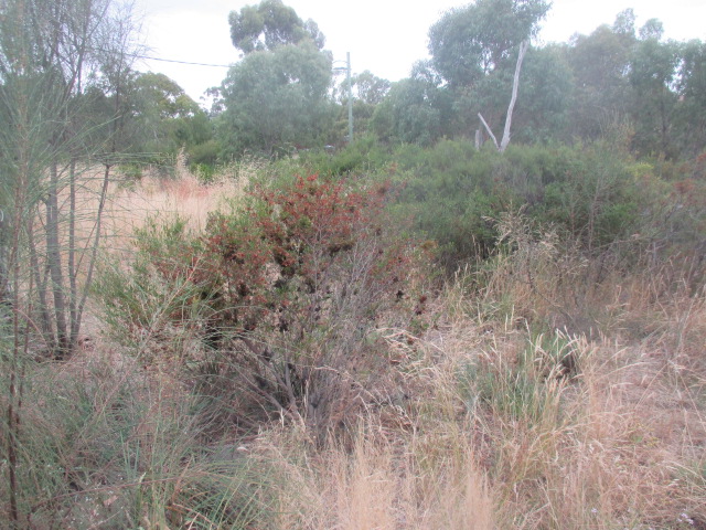 Deer Park Wildflower Display Garden