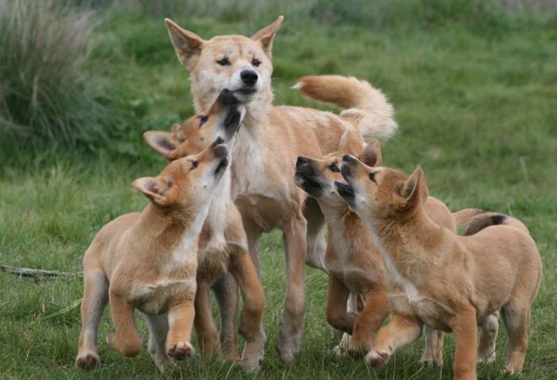 Dingo Discovery Sanctuary and Research Centre (Toolern Vale)