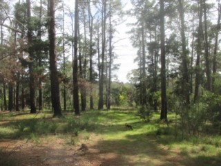 Dirlton Reserve Dog Off Leash Area (Park Orchards)