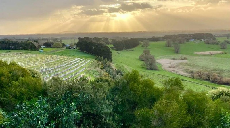 Dixie - Keayang Maar Vineyard