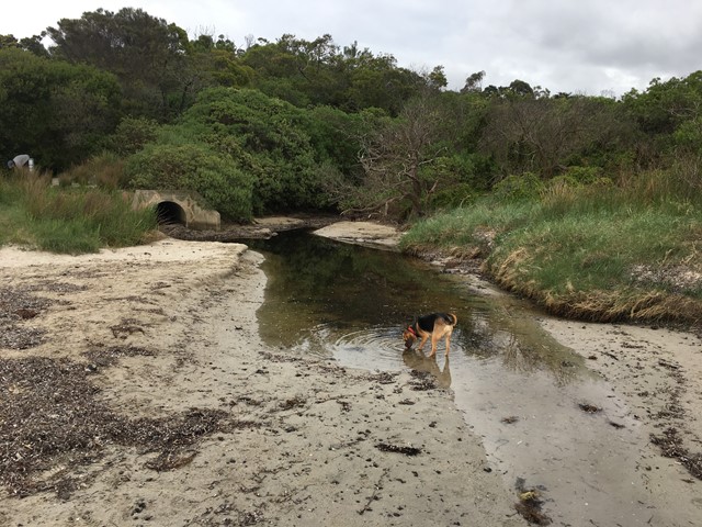 Dodds Creek Beach (Flinders)