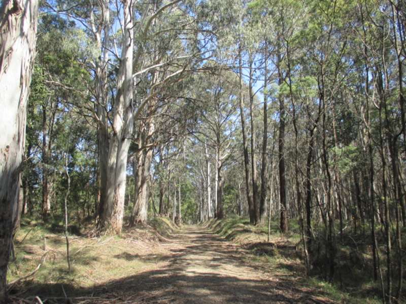 Trentham - Domino Trail Walking Track