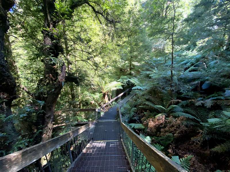 Donna Buang Rainforest Gallery and Skywalk (Warburton)