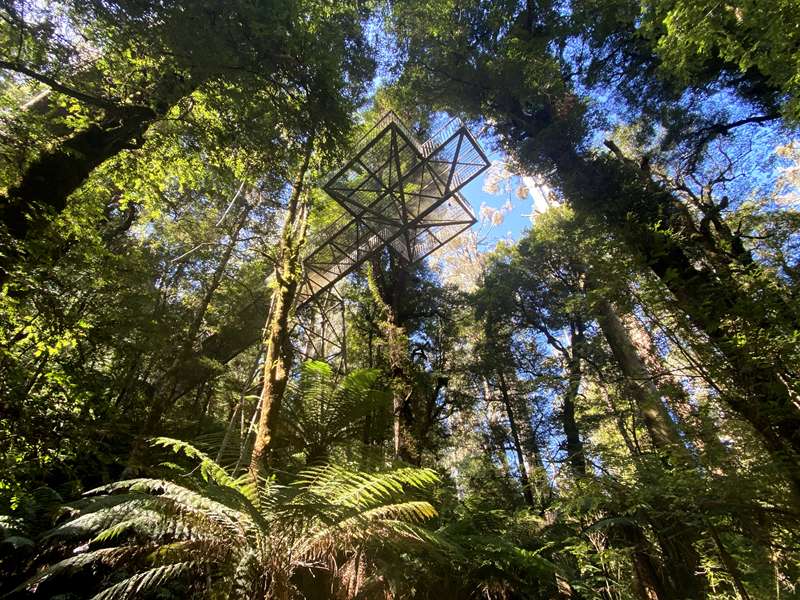 Donna Buang Rainforest Gallery and Skywalk (Warburton)