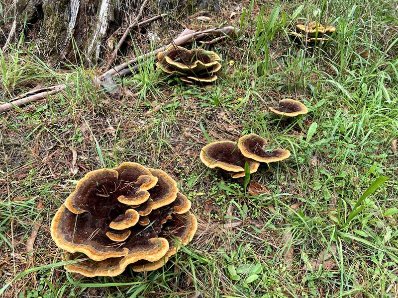 Donnellys Weir Picnic Area (Healesville)