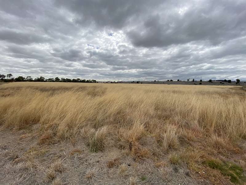 Doreen's Grasslands Nature Preserve (Altona)