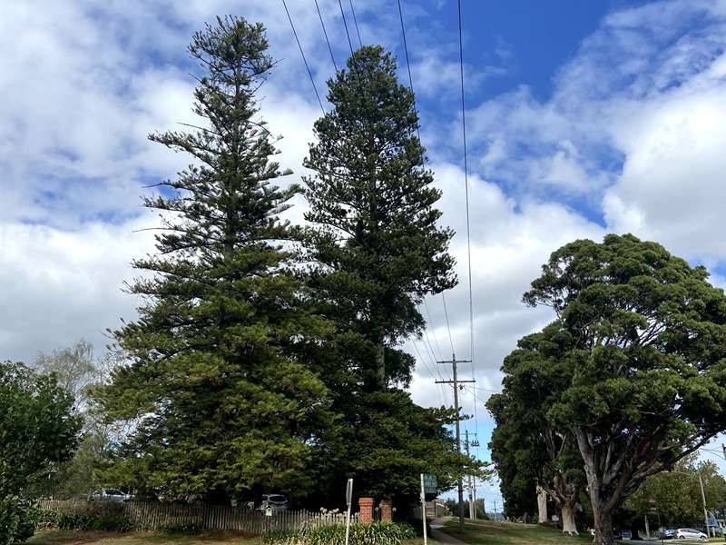 Drouin - Trees of Many Nations Walk