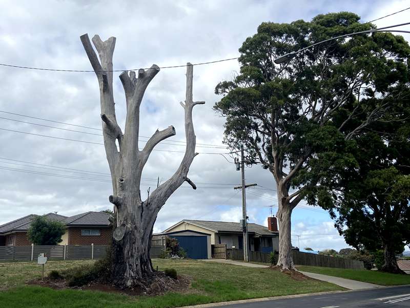 Drouin - Trees of Many Nations Walk