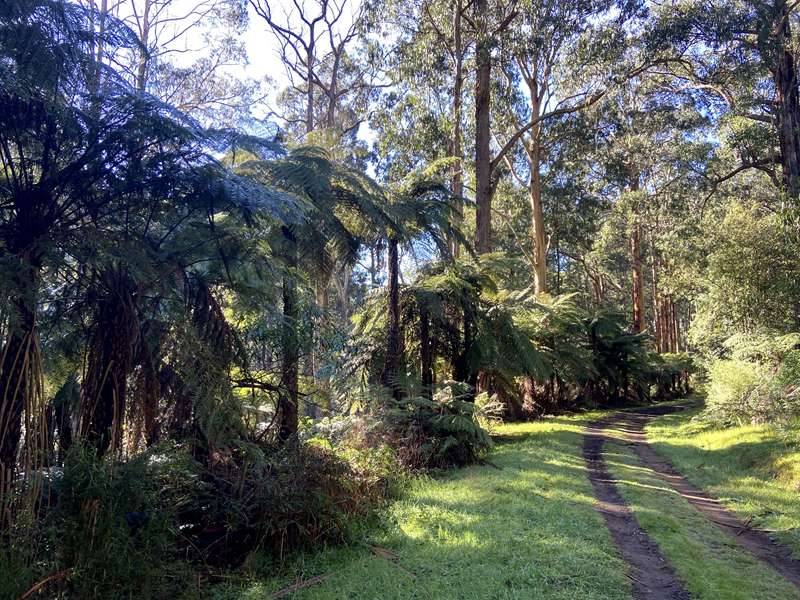 Eagle Nest Loop Walk (Olinda)