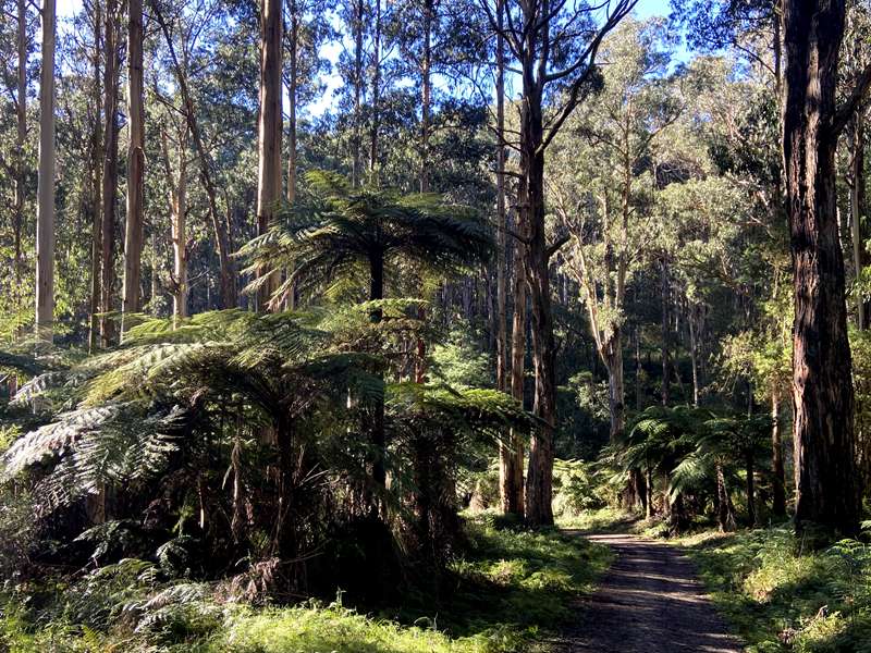 Eagle Nest Loop Walk (Olinda)