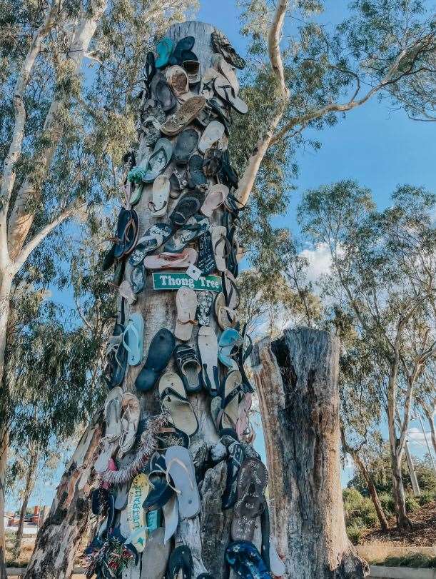 Echuca Thong Tree