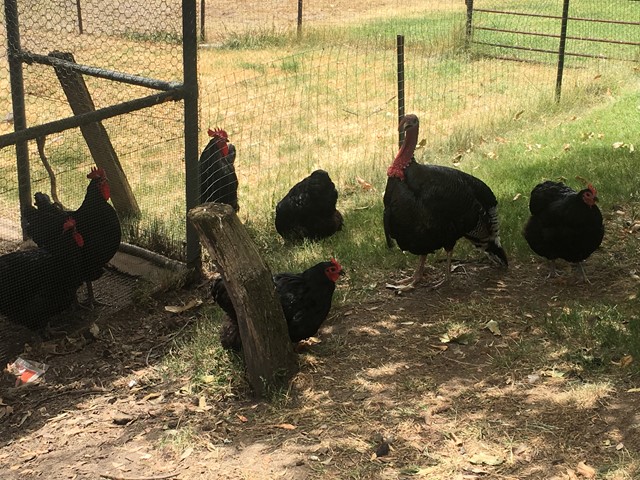 Edendale Community Environment Farm (Eltham)