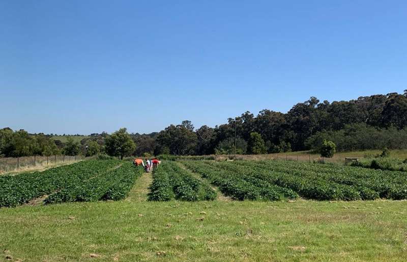 Eganstown - Morningswood Farm