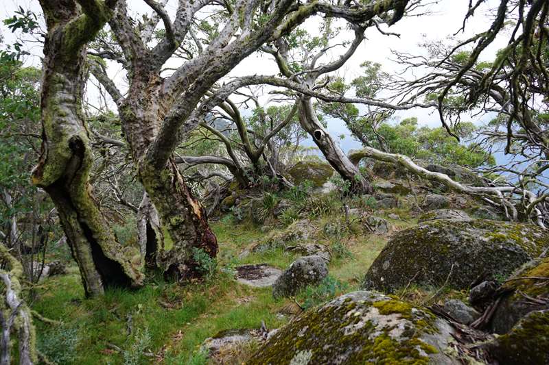 Eildon - Mount Torbreck