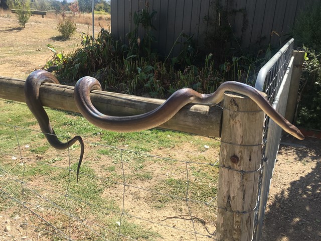 The Big Goose Adventure Park and Animal Farm (Moorooduc)