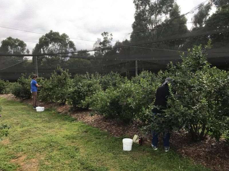 Emily Hill Farm Organic Blueberries (Dewhurst)