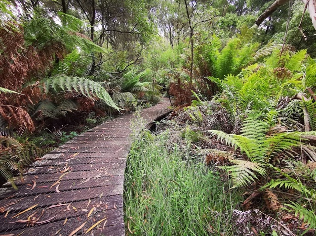 Endeavour Fern Gully