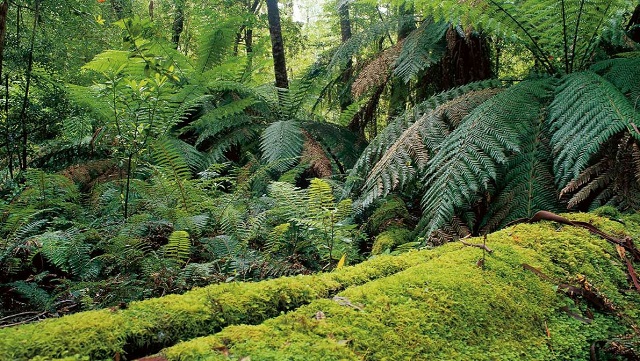 Club Terrace - Errinundra National Park