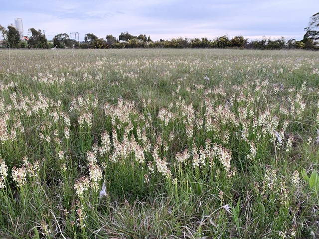 Evans Street Native Grassland (Sunbury)