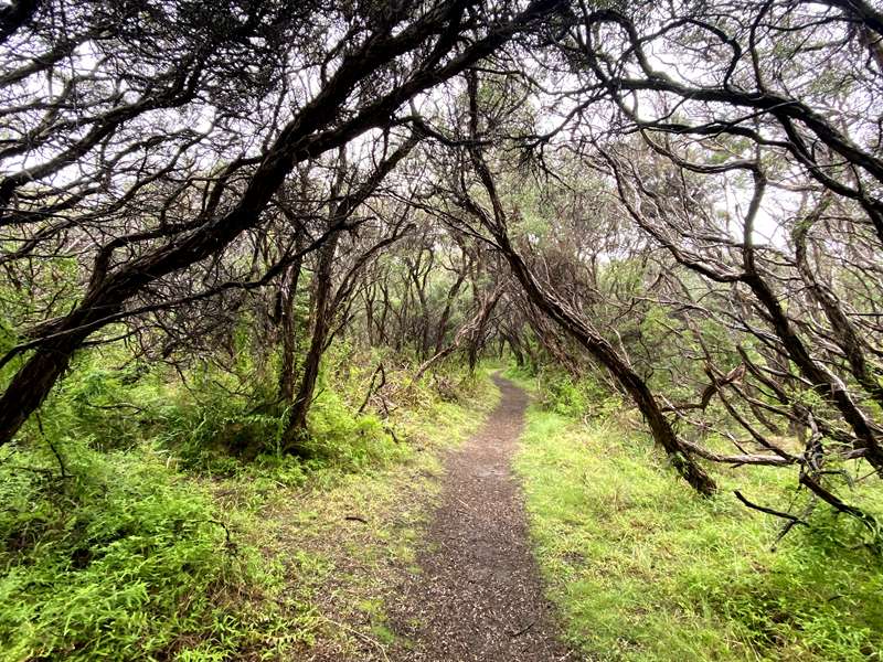 Fingal Beach Walk Via Fingal Track (Cape Schanck)