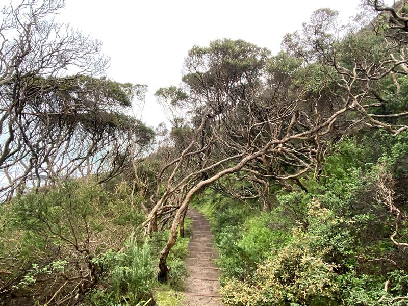 Fingal Beach Walk Via Fingal Track (Cape Schanck)