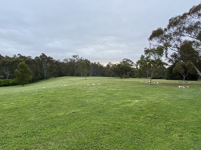 Finns Reserve Dog Off Leash Area (Templestowe Lower)