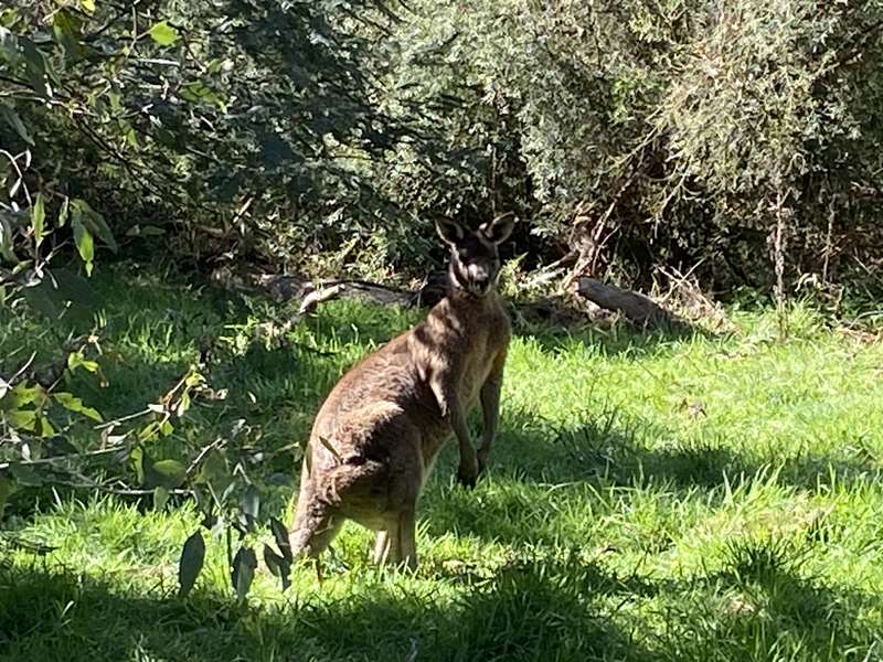 Finns Reserve to Westerfolds Park Walk (Templestowe Lower)