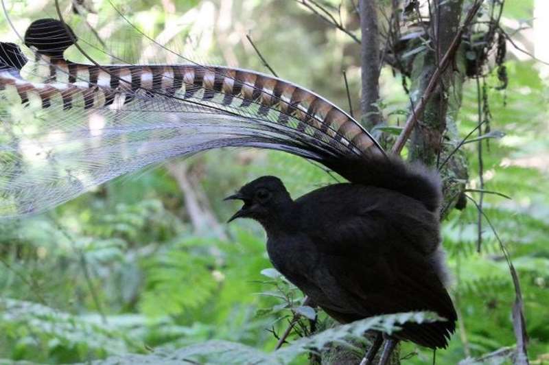 Firetail Birdwatching Tours (Various Locations)