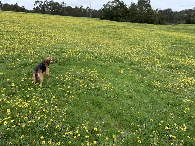 Fitzsimons Reserve Dog Off Leash Area (Templestowe)