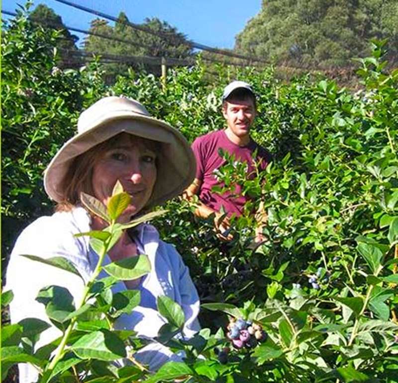 Folly Farm Blueberries (Olinda)