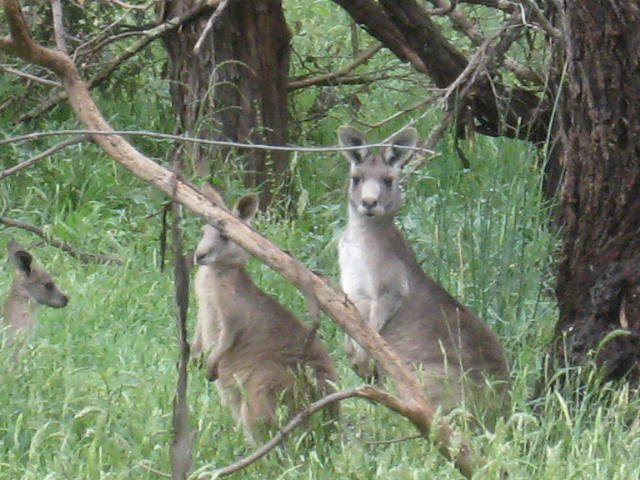 Wild Kangaroos