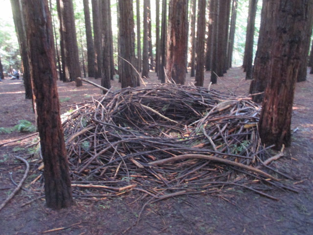 Californian Redwood Forest