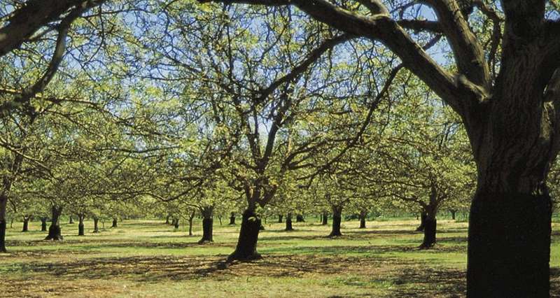 Gapsted - Valley Nut Groves