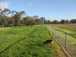 Gardiners Reserve Dog Off Leash Area (Burwood)