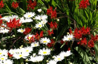 Geelong Botanic Gardens (Geelong)