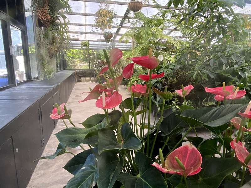 Geelong Botanic Gardens