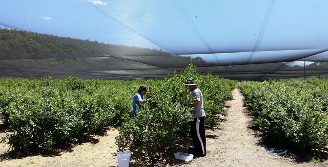 Gellibrand - Otway Blueberries