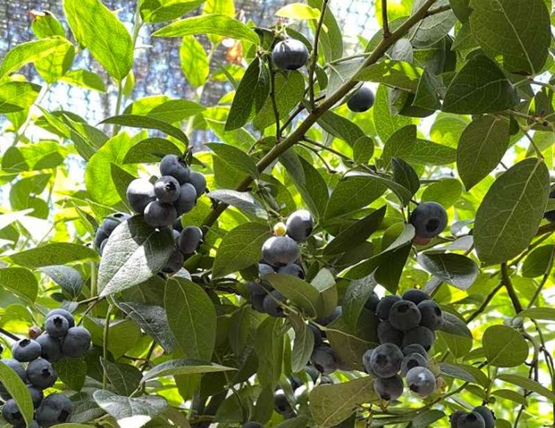 Gellibrand - Shoebridge Blueberry Farm