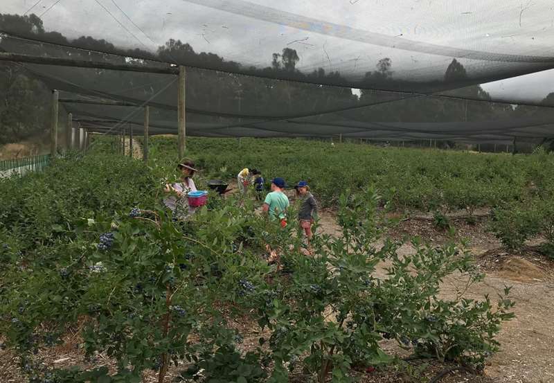 Gellibrand - The Little Organic Paddock